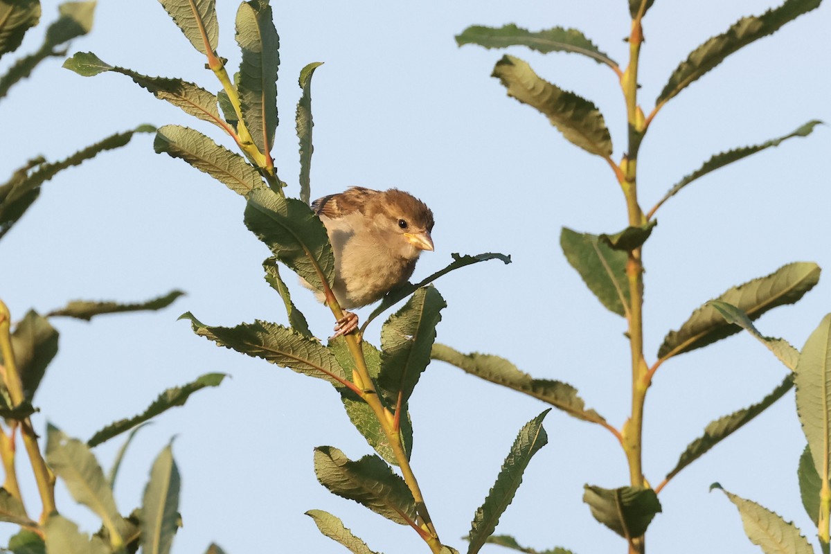House Sparrow - ML640320878