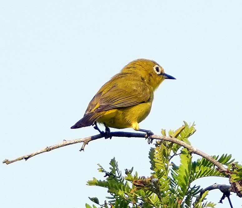 Südbrillenvogel - ML640320884