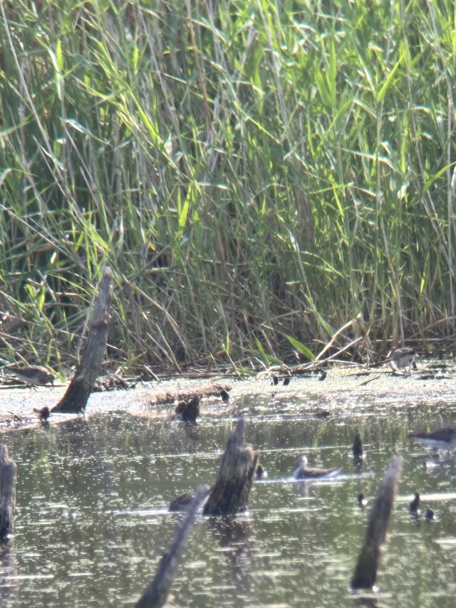 Wilson's Phalarope - ML640320906