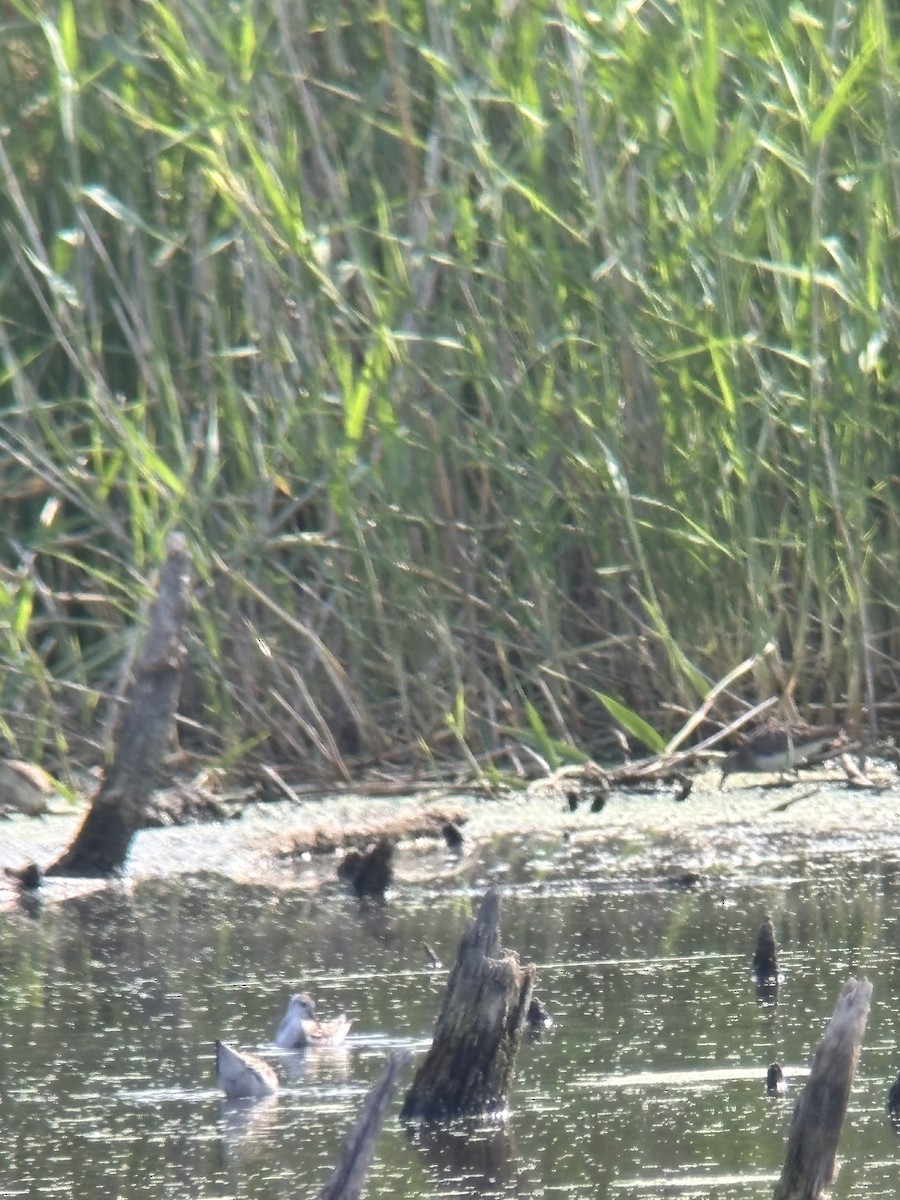 Wilson's Phalarope - ML640320931