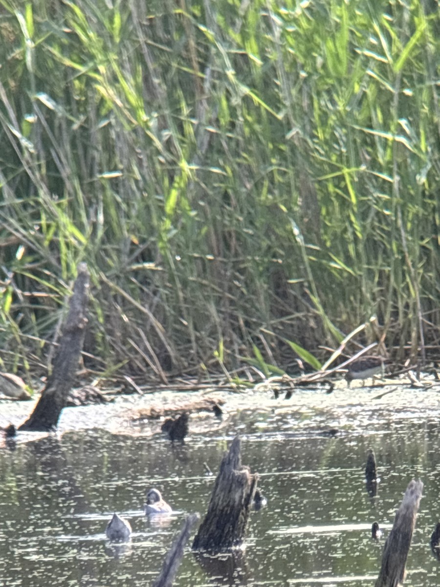 Wilson's Phalarope - ML640320932