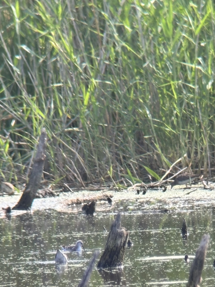 Wilson's Phalarope - ML640320935