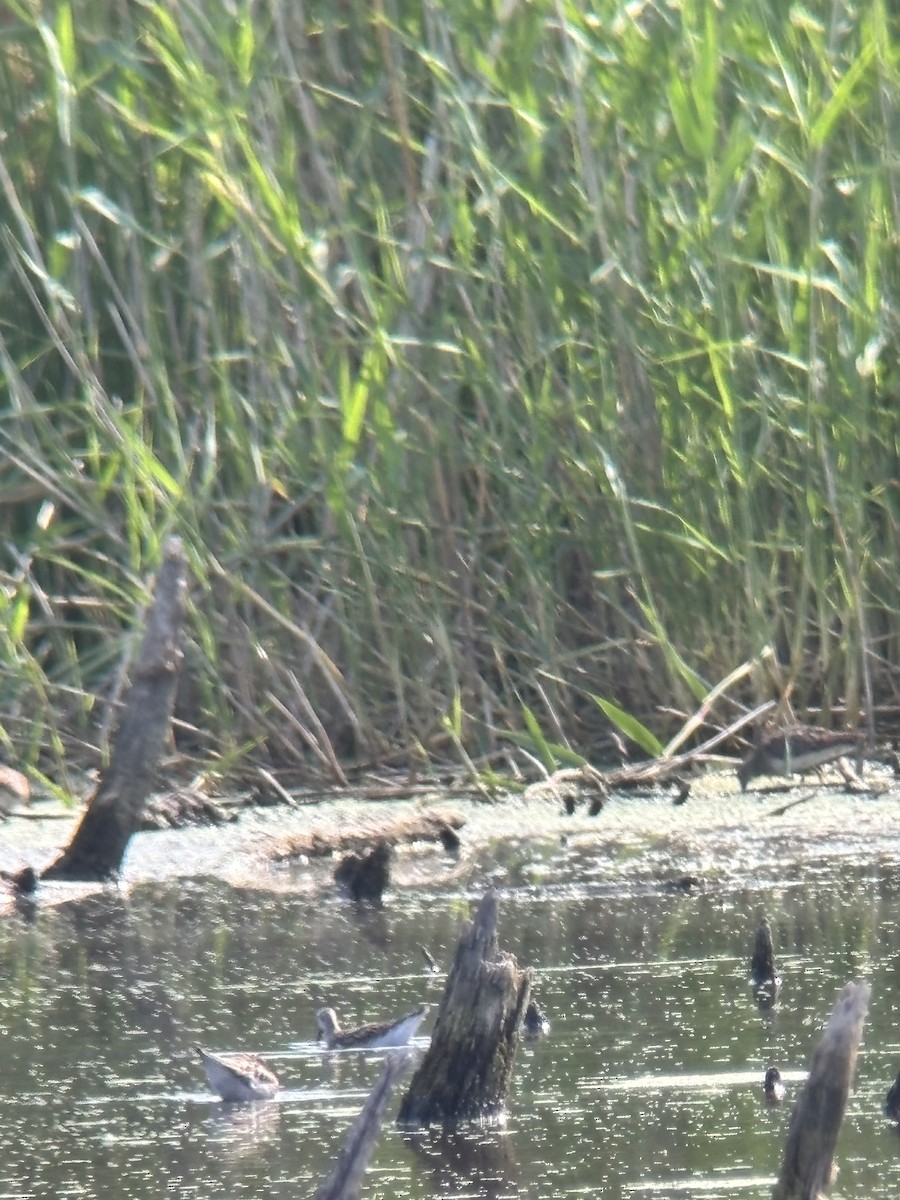 Wilson's Phalarope - ML640320936