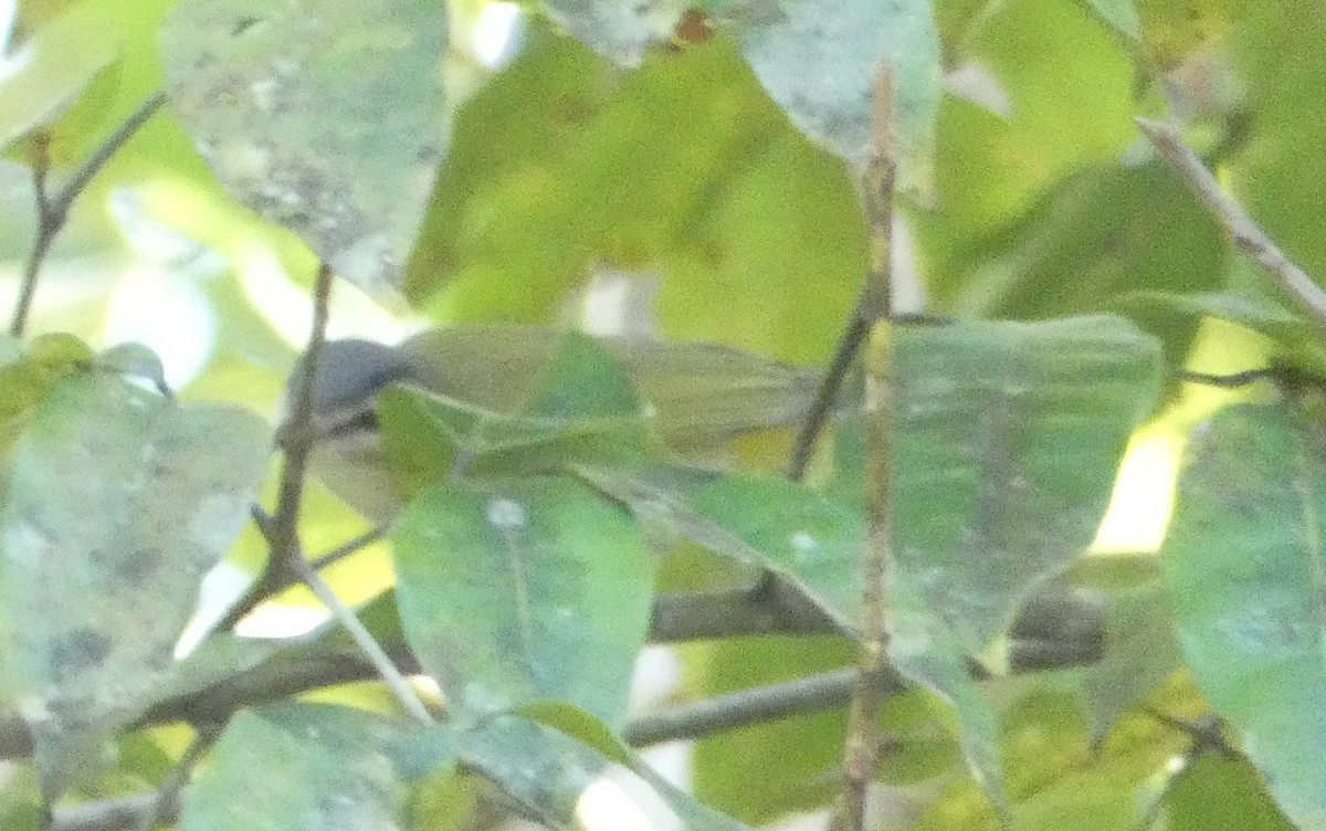 Chivi Vireo - ML640320937