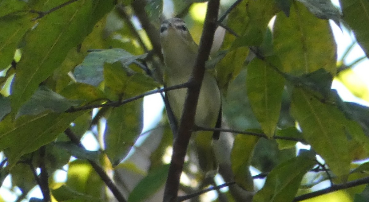 Chivi Vireo - ML640320938