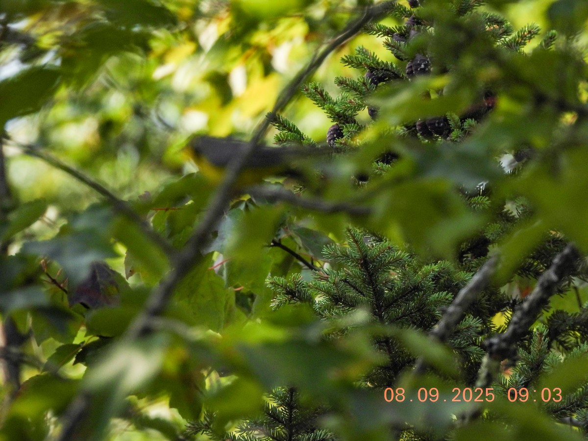 Canada Warbler - ML640320951