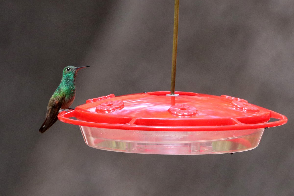 Berylline Hummingbird - ML640321017