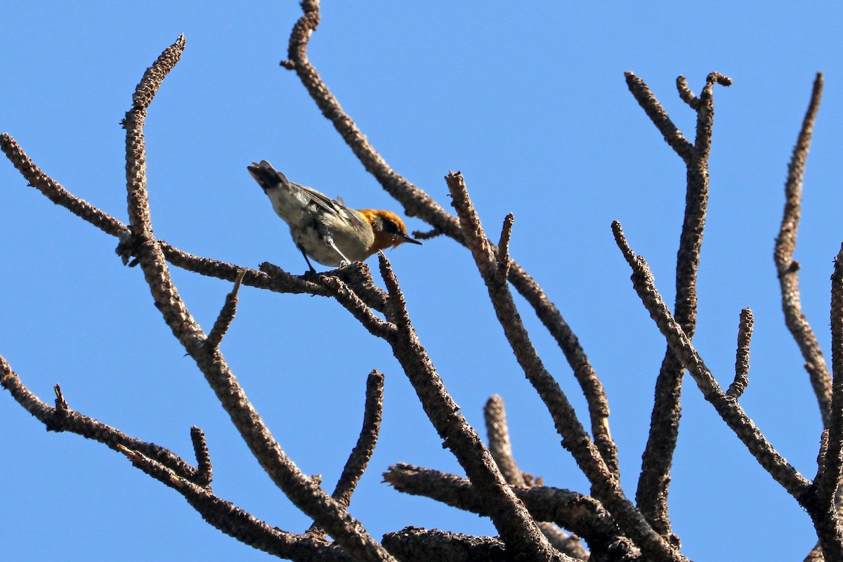 Olive Warbler - ML640321090