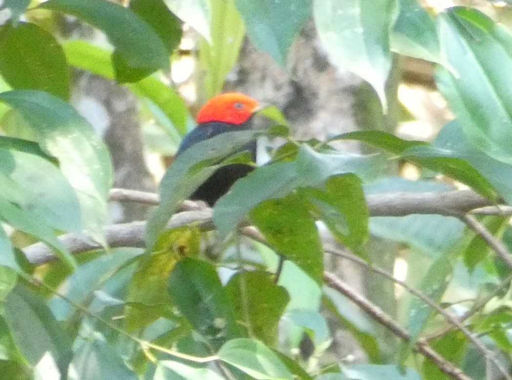 Red-headed Manakin - ML640321114