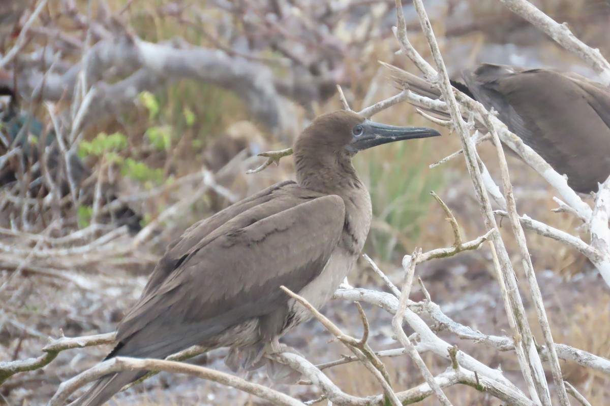 Red-footed Booby (Eastern Pacific) - ML640321118