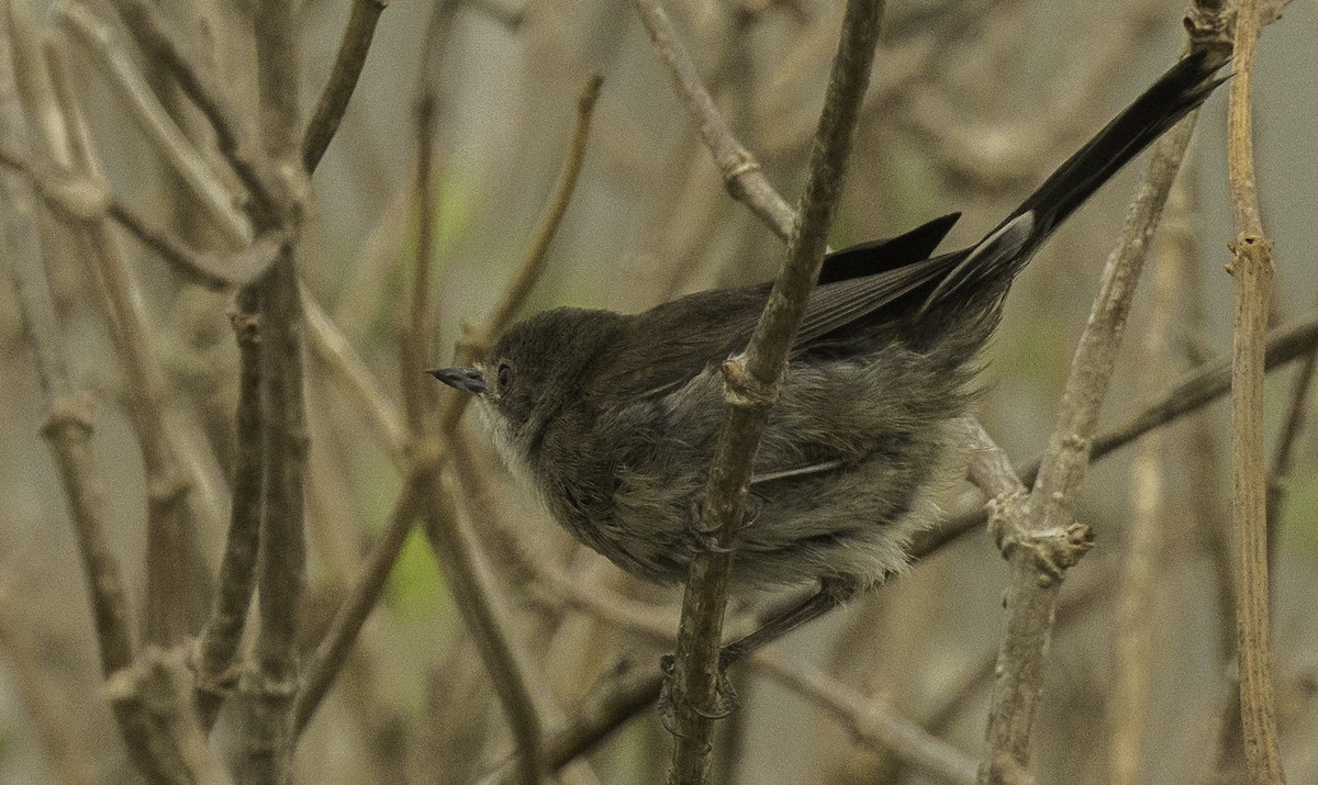Sardinian Warbler - ML640321121
