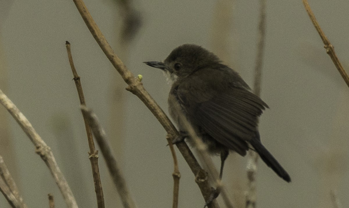 Sardinian Warbler - ML640321122