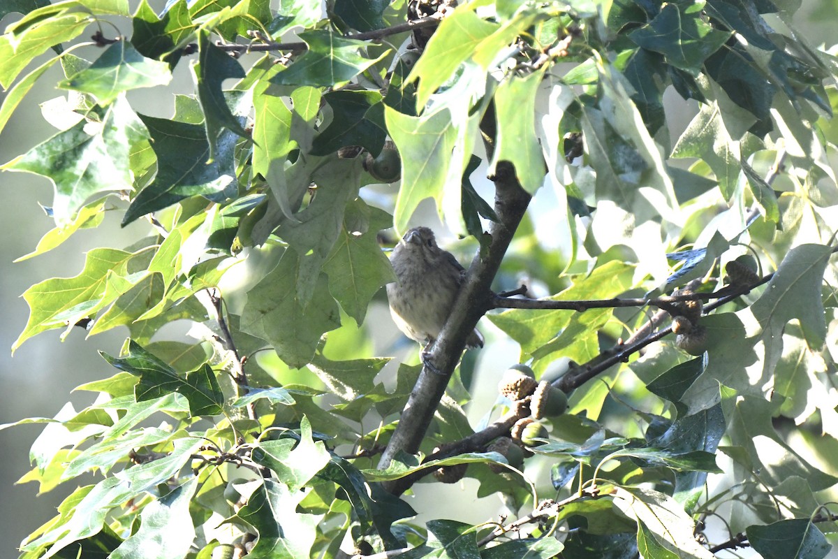 Indigo Bunting - ML640321126