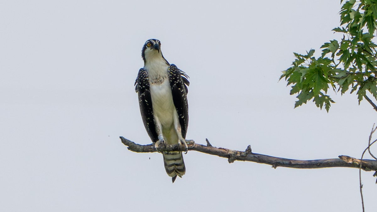 Osprey - ML640321129