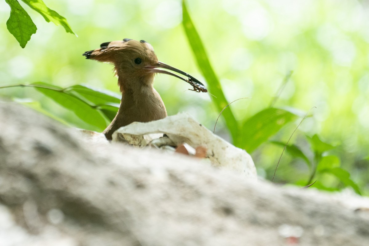 Eurasian Hoopoe - ML640321130