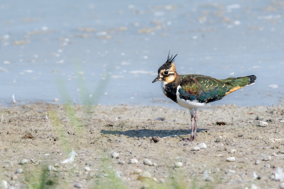 Northern Lapwing - ML640321131