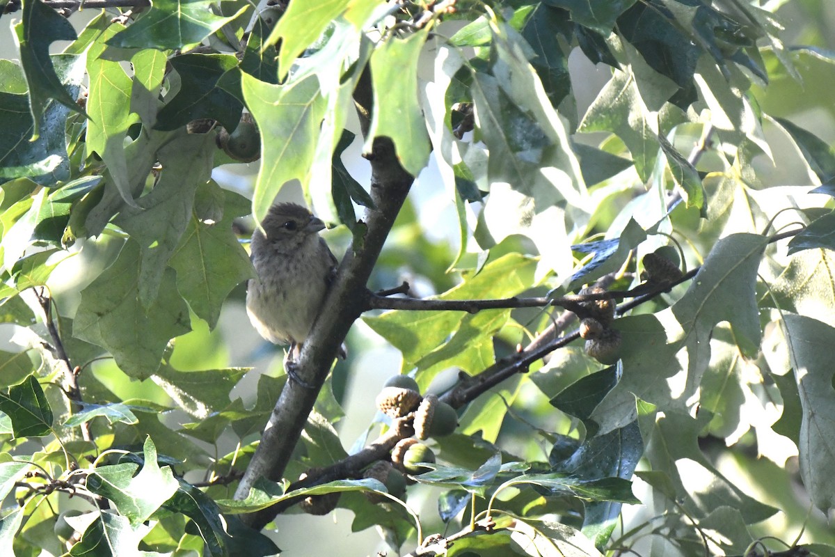 Indigo Bunting - ML640321132