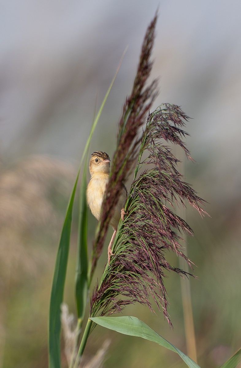 Zitting Cisticola - ML640321133