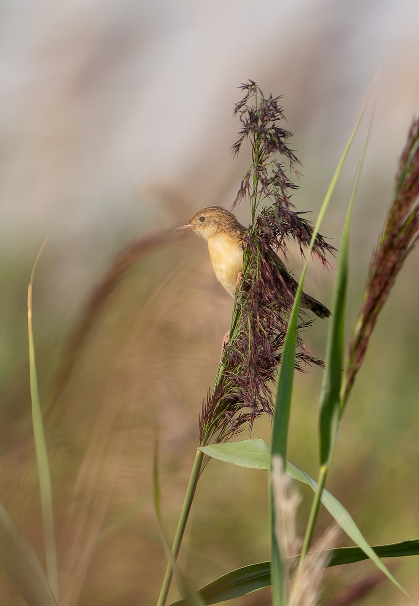 Zitting Cisticola - ML640321134
