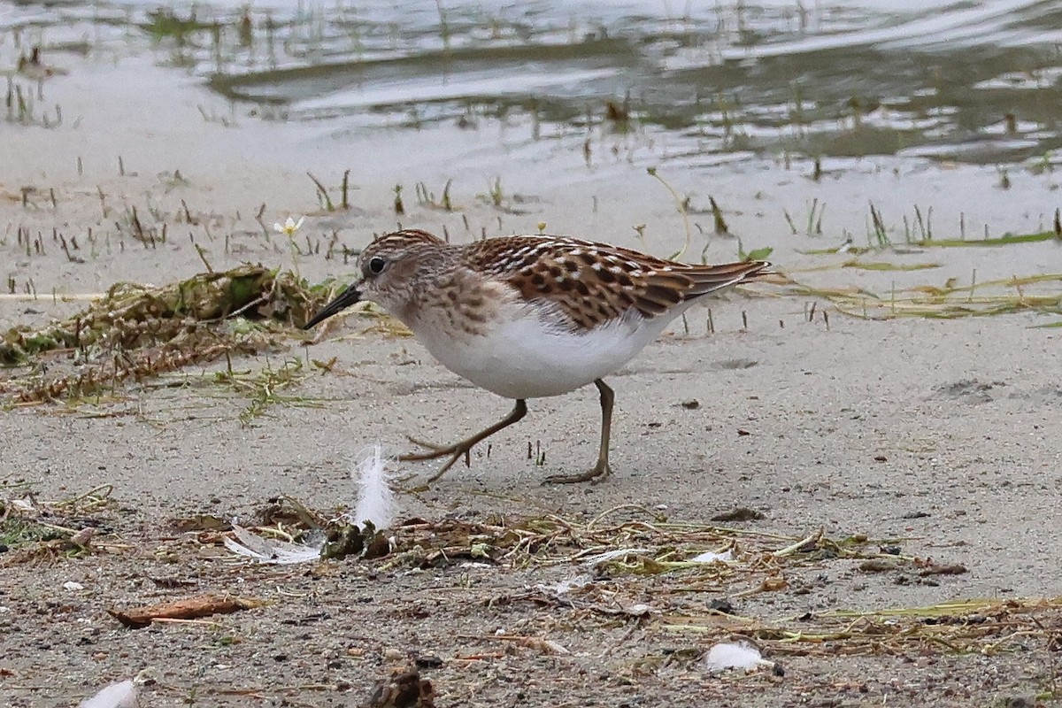 Least Sandpiper - ML640321135