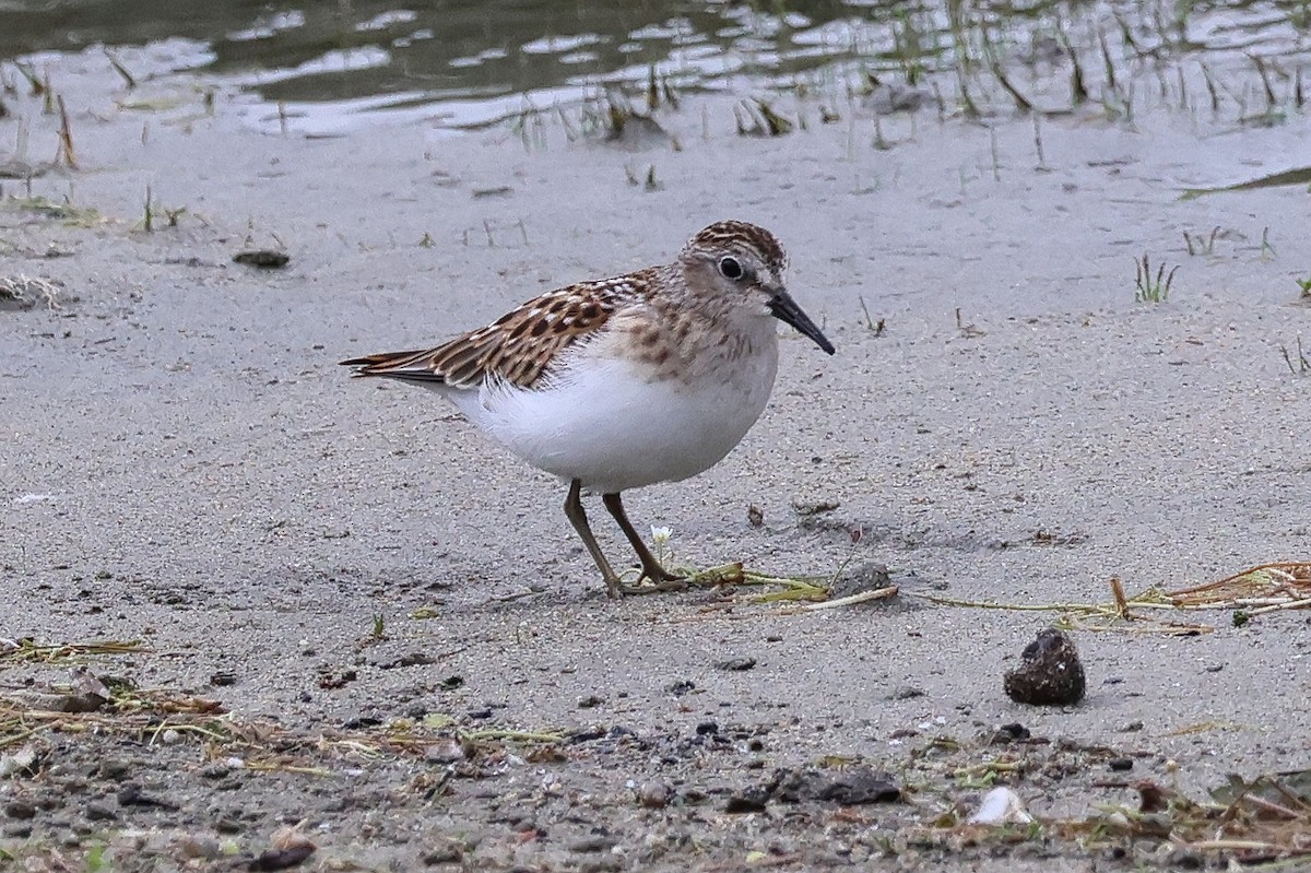 Least Sandpiper - ML640321136