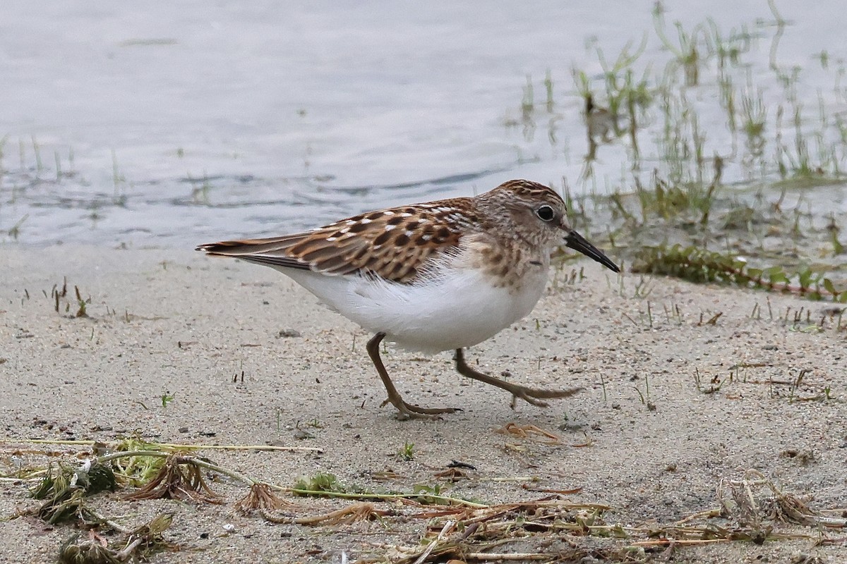 Least Sandpiper - ML640321137