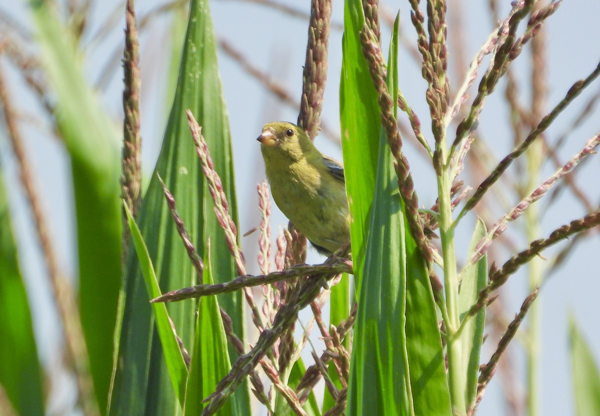 American Goldfinch - ML640321138