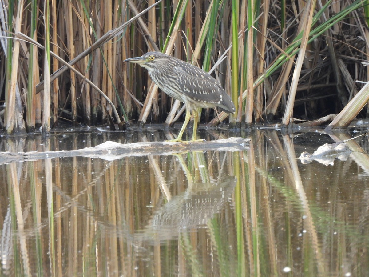 Black-crowned Night Heron - ML640321140