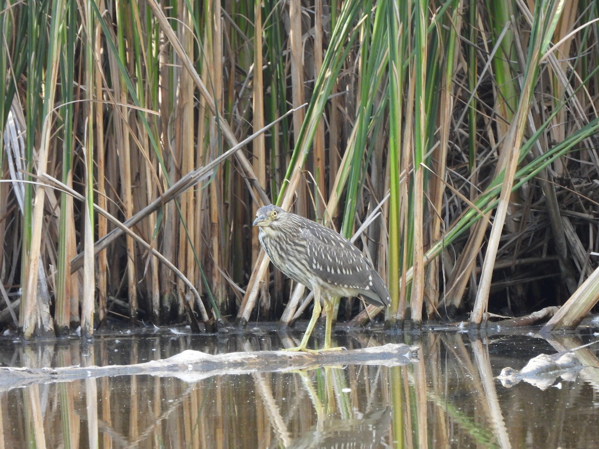 Black-crowned Night Heron - ML640321141