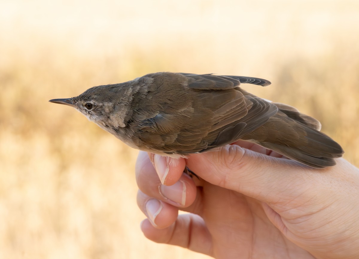 Savi's Warbler - ML640321142