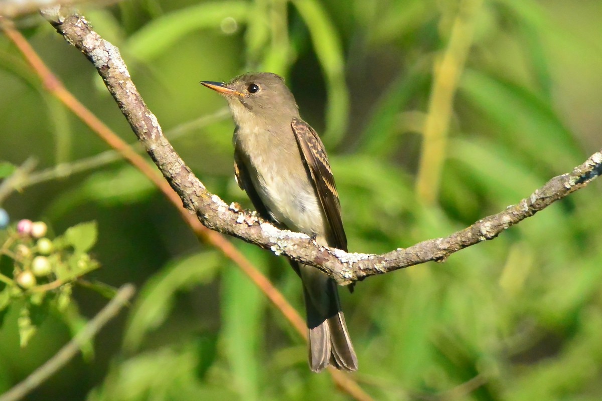 Eastern Wood-Pewee - ML640321143