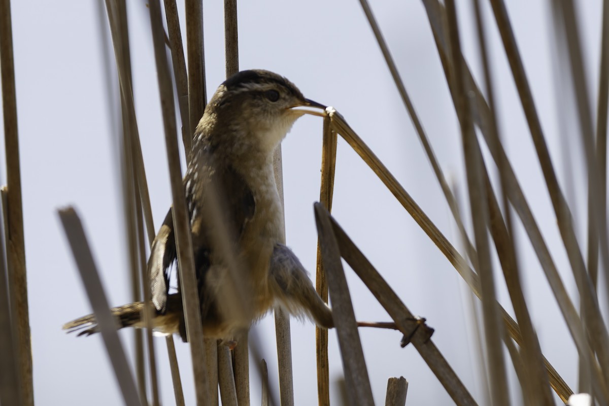 Marsh Wren - ML640321144