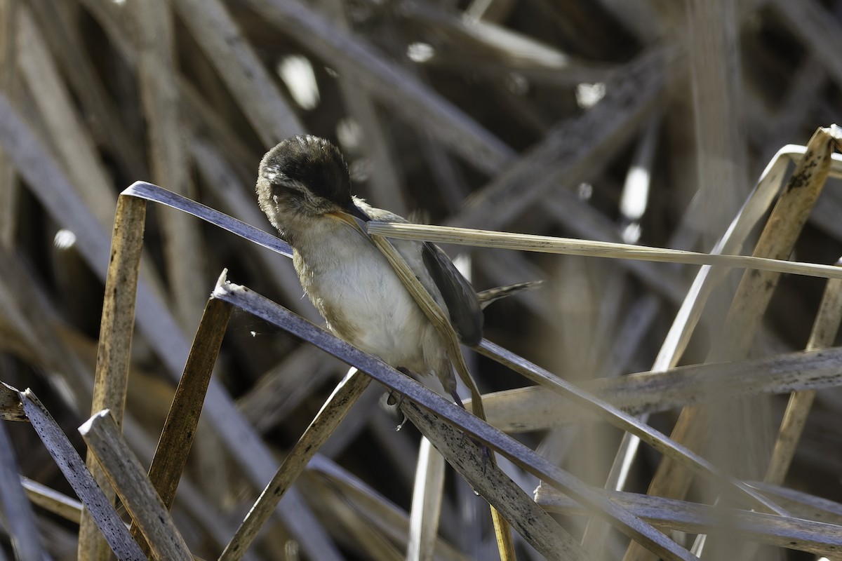 Marsh Wren - ML640321145
