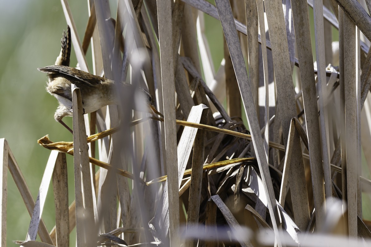 Marsh Wren - ML640321146