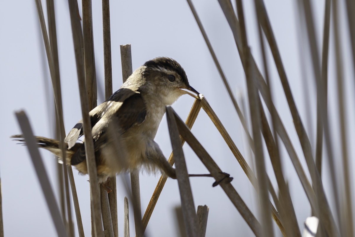 Marsh Wren - ML640321147