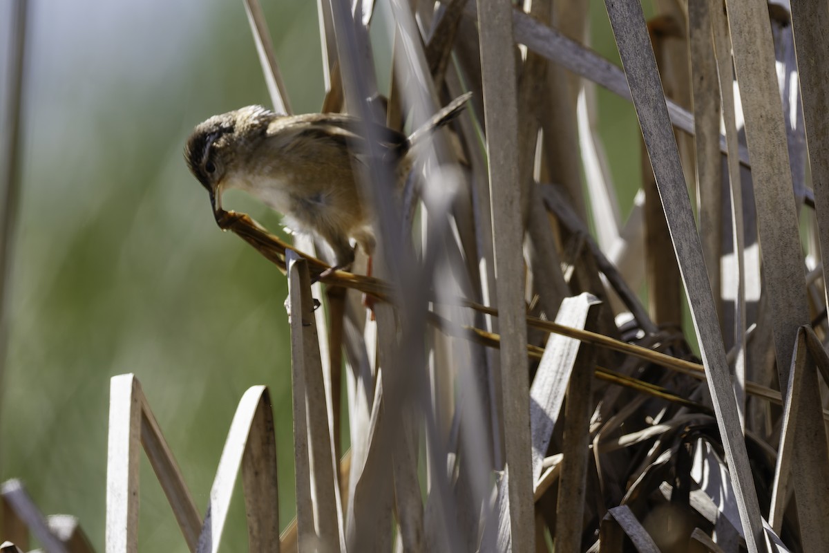 Marsh Wren - ML640321148