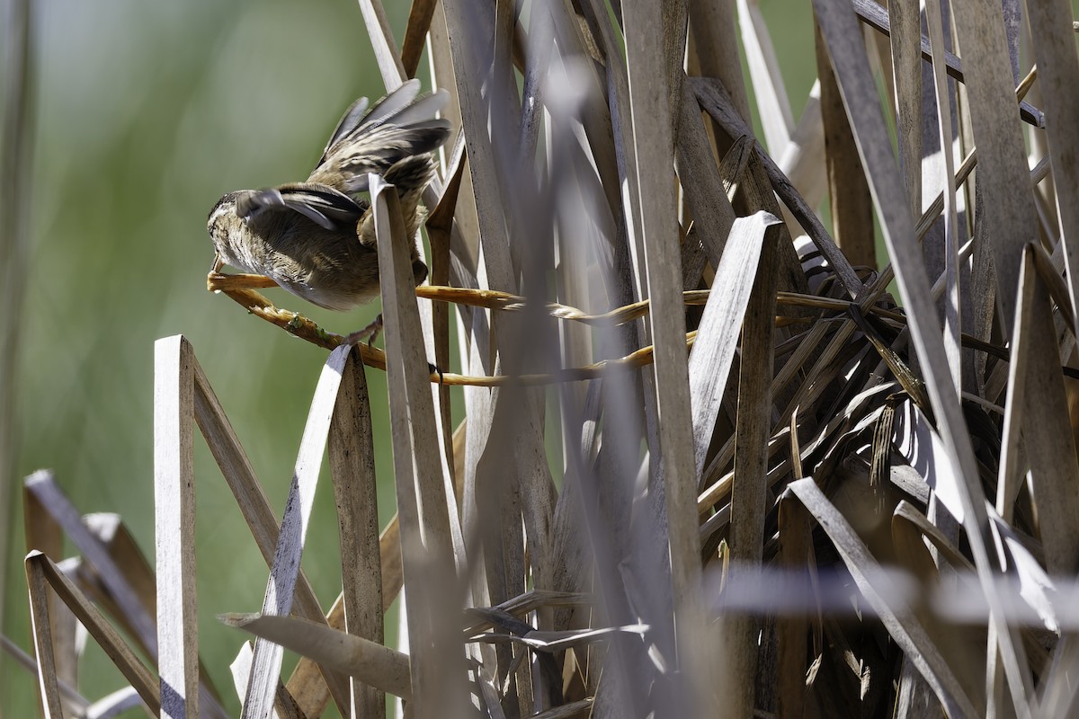 Marsh Wren - ML640321149