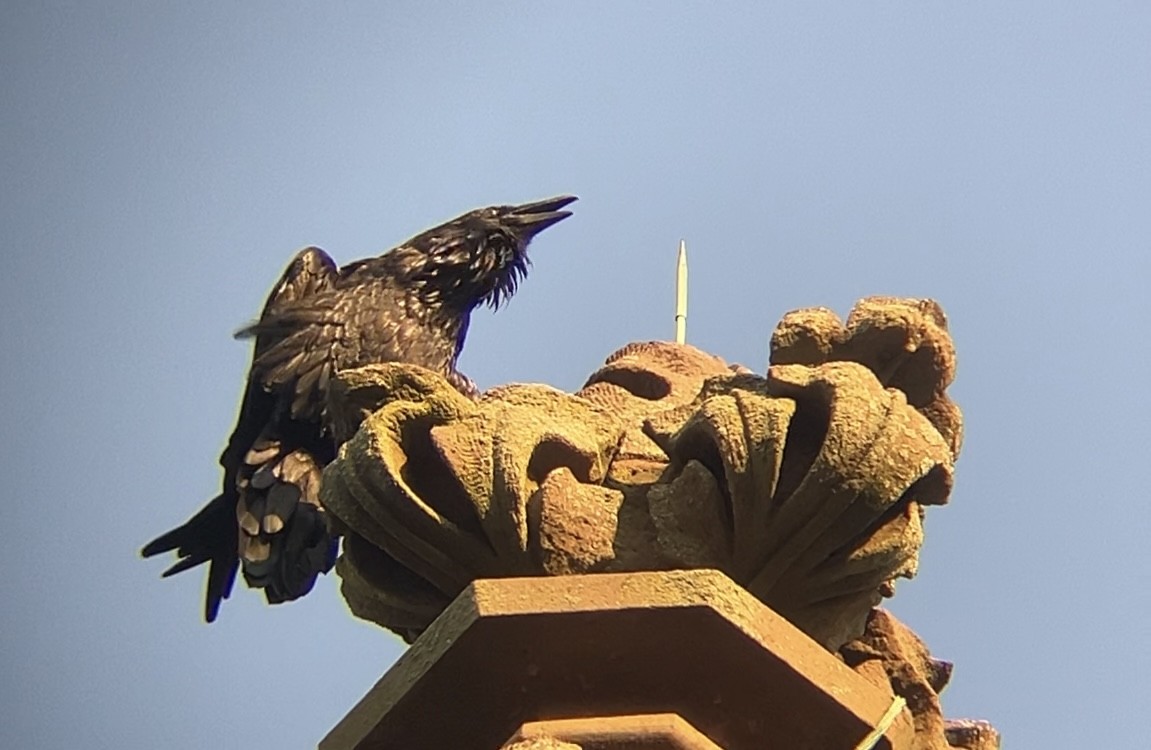 Common Raven - ML640321150