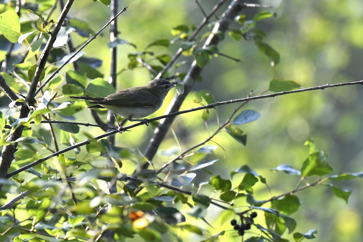 Red-eyed Vireo - ML640321151