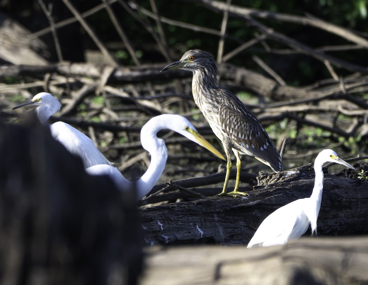 Black-crowned Night Heron - ML640321152