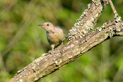 Virginia Rare Bird Alert: Top Sightings You Can’t Miss Today