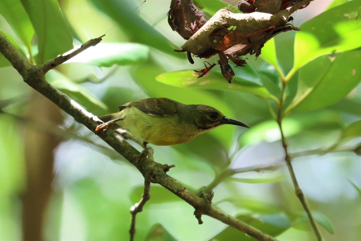 Braunkehl-Nektarvogel - ML640321217