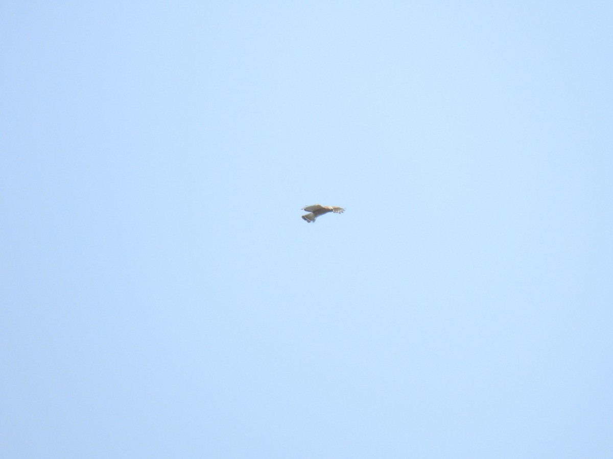 Rotschulterbussard [lineatus-Gruppe] - ML640321218