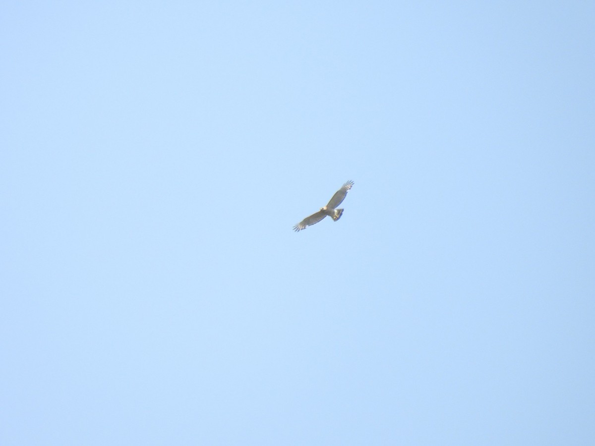 Rotschulterbussard [lineatus-Gruppe] - ML640321219