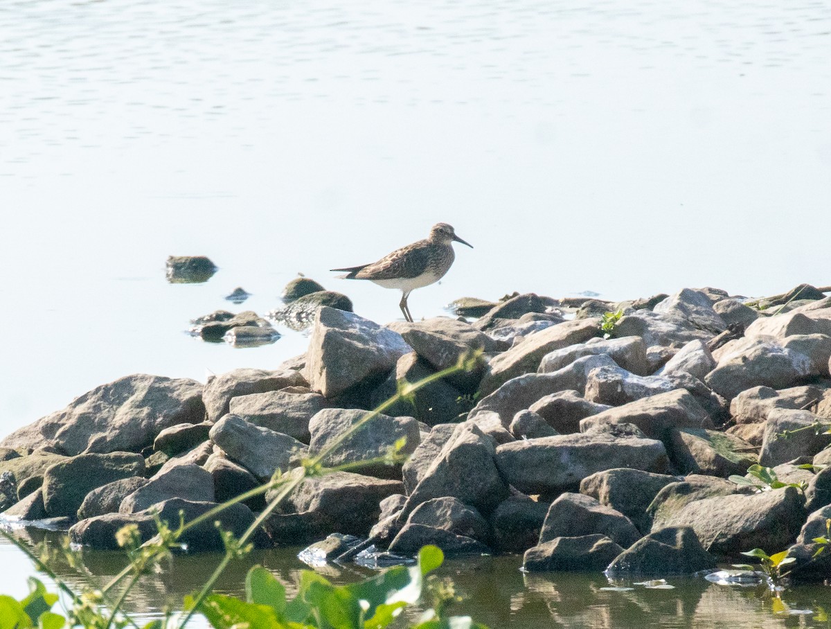 Graubrust-Strandläufer - ML640321227