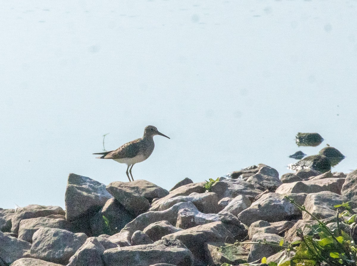 Graubrust-Strandläufer - ML640321228