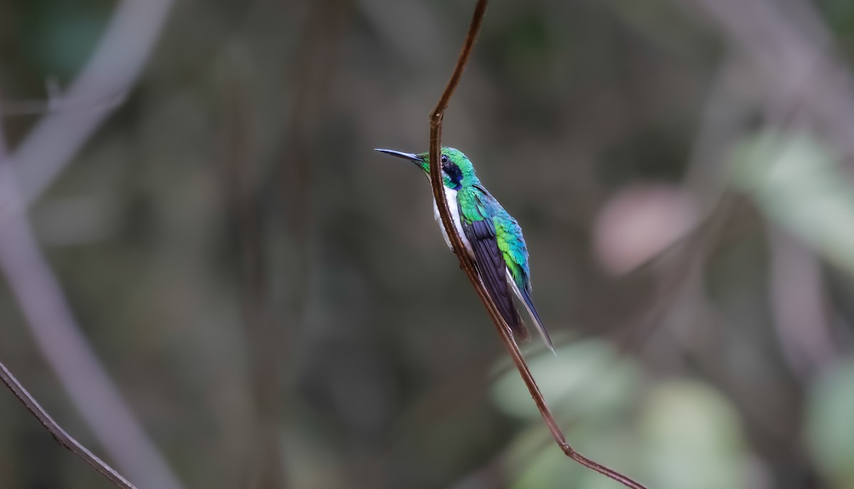 Black-eared Fairy - ML640321263