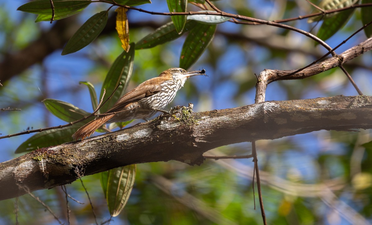 ウロコオニキバシリ（squamatus） - ML640321304