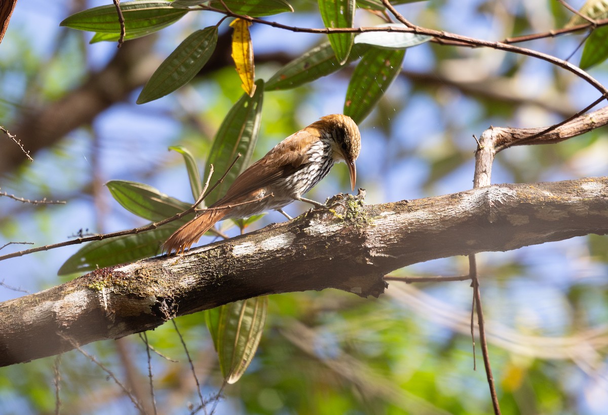 ウロコオニキバシリ（squamatus） - ML640321305