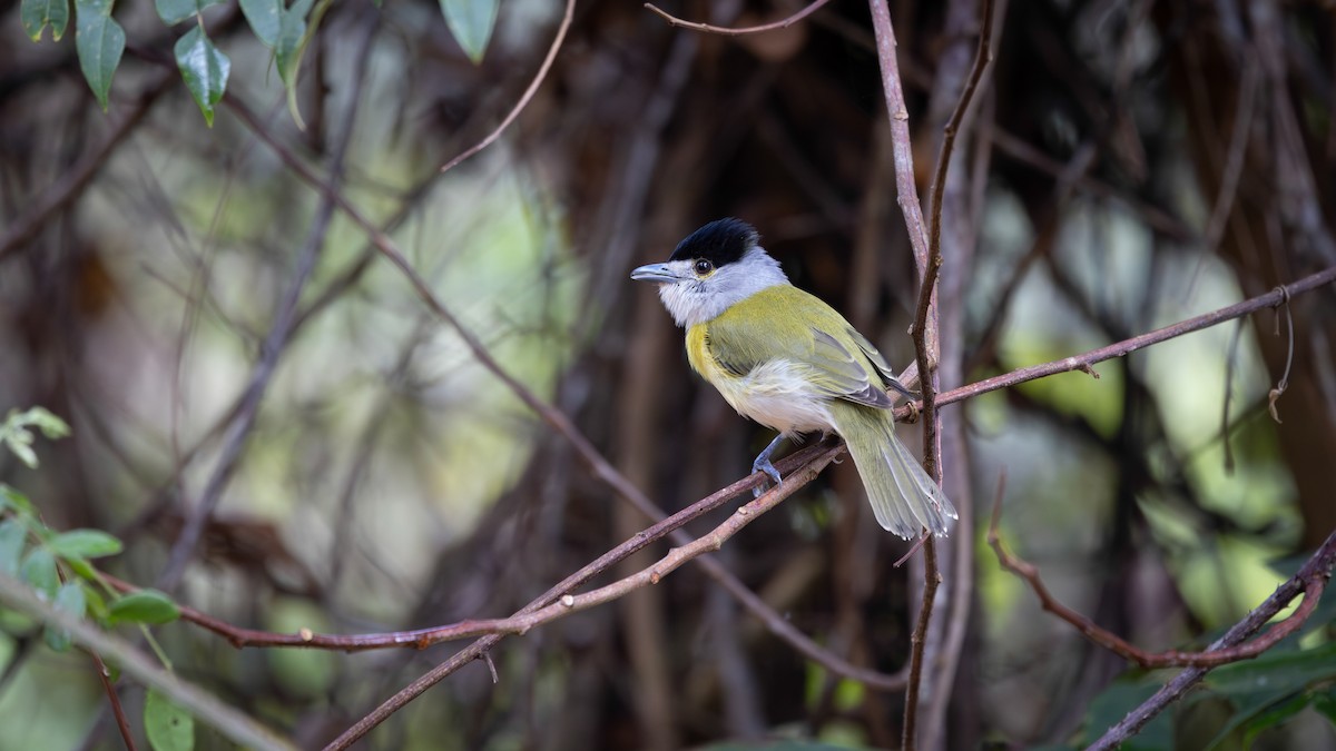 Green-backed Becard (Green-backed) - ML640321330
